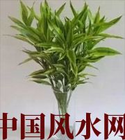 唐山十二生肖养什么植物最旺财运？你知道吗！